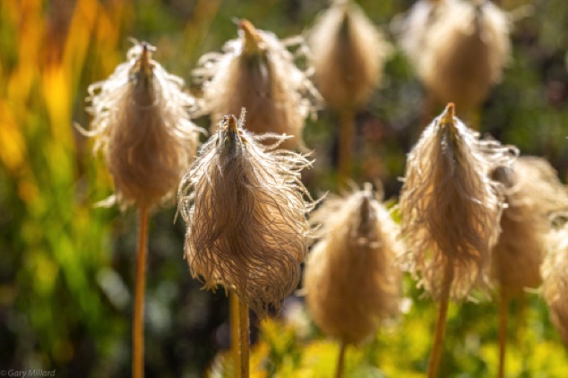 Mop Heads
Seed pods of Pasque flower
Autumn - Mt. Rainier, WA